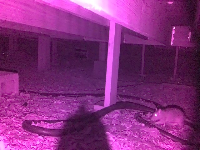 IR night capture — rat under the deck, camera has panned to track it