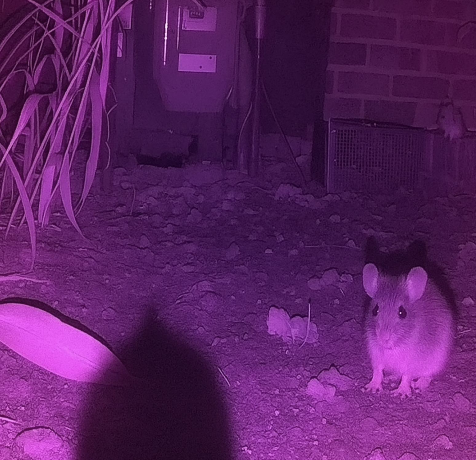 Synthetic IR rat generated with Gemini Nano Banana