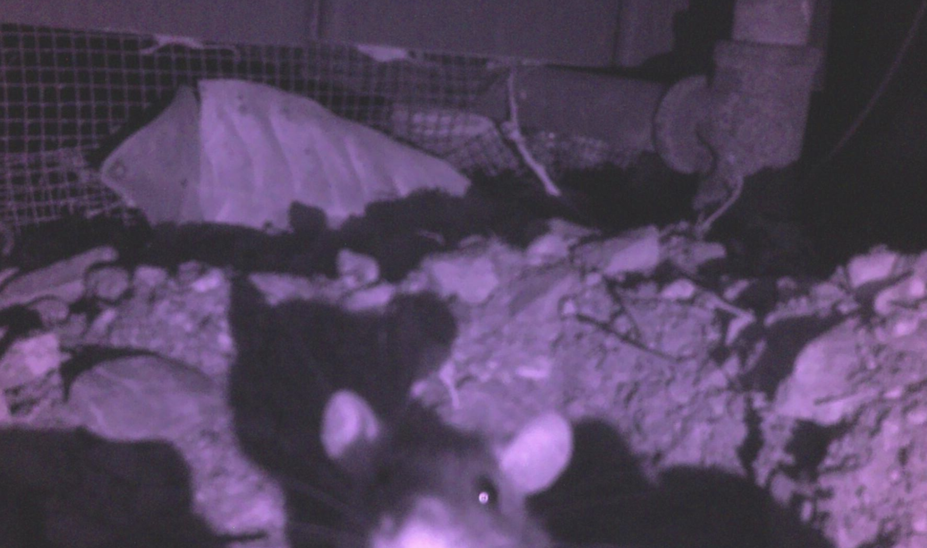 Front-facing rat captured by the rig's IR camera under the deck