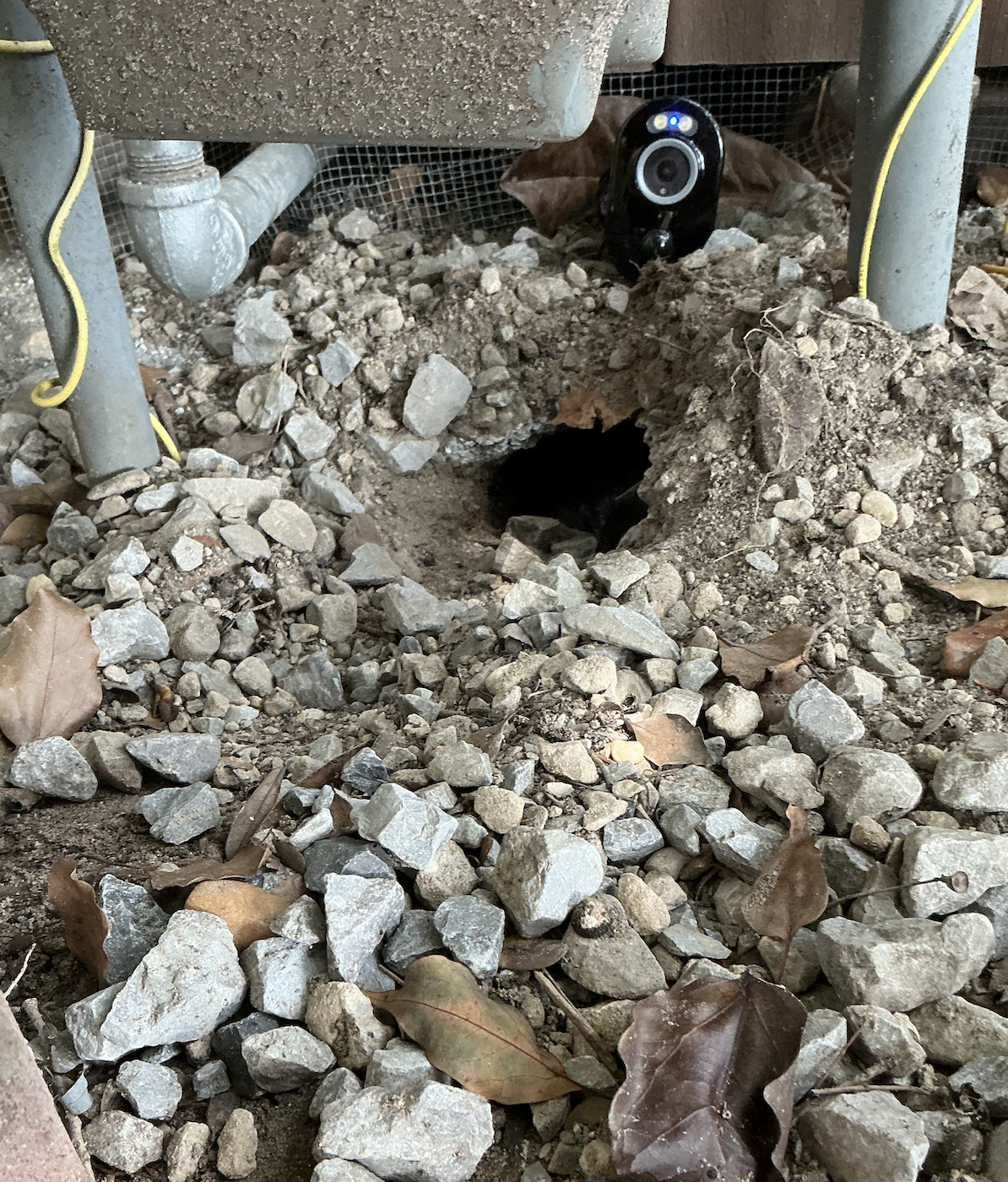 Reolink camera aimed at the rat burrow — no activity after the engagement