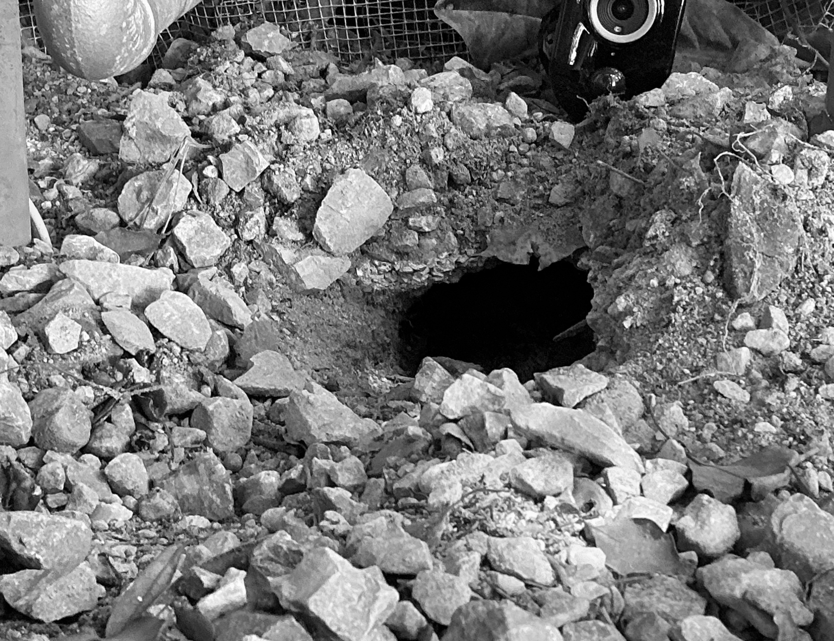 Empty burrow captured by the rig