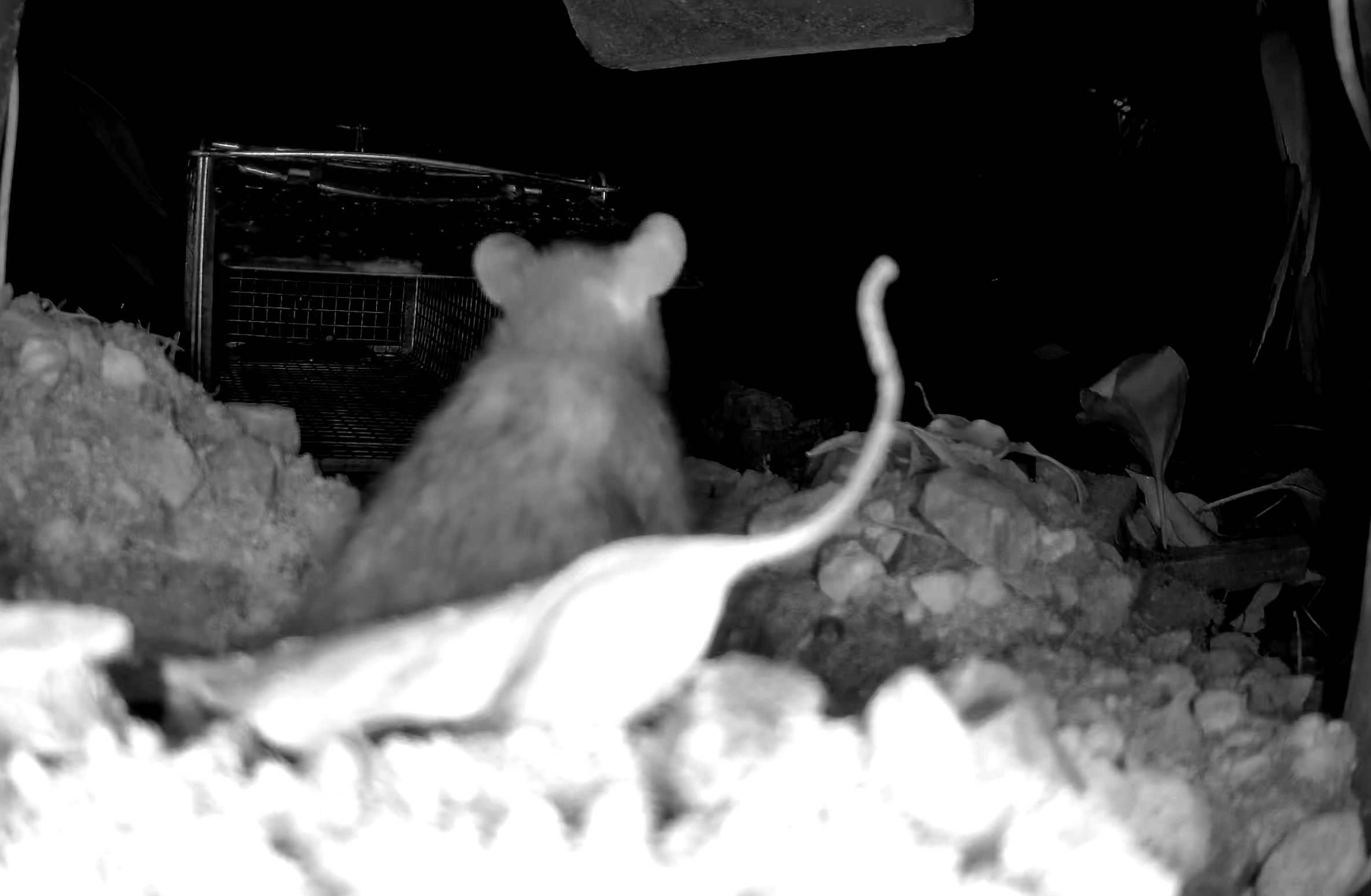 Reolink IR capture — rat near trap, detected by YOLO