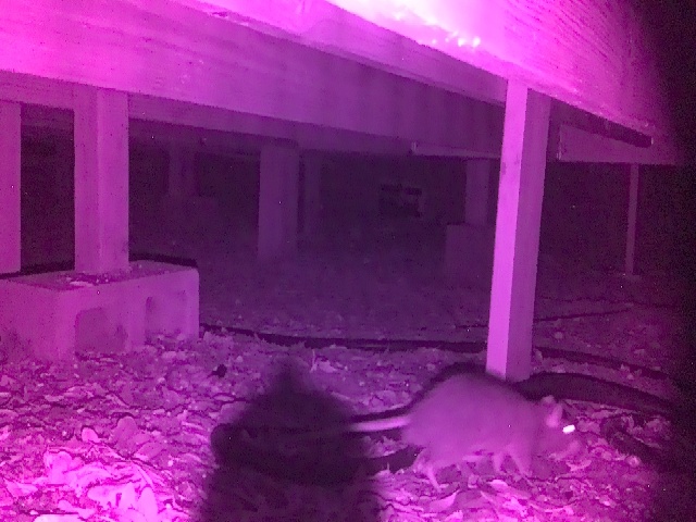 IR capture — rat in frame, rig engaged