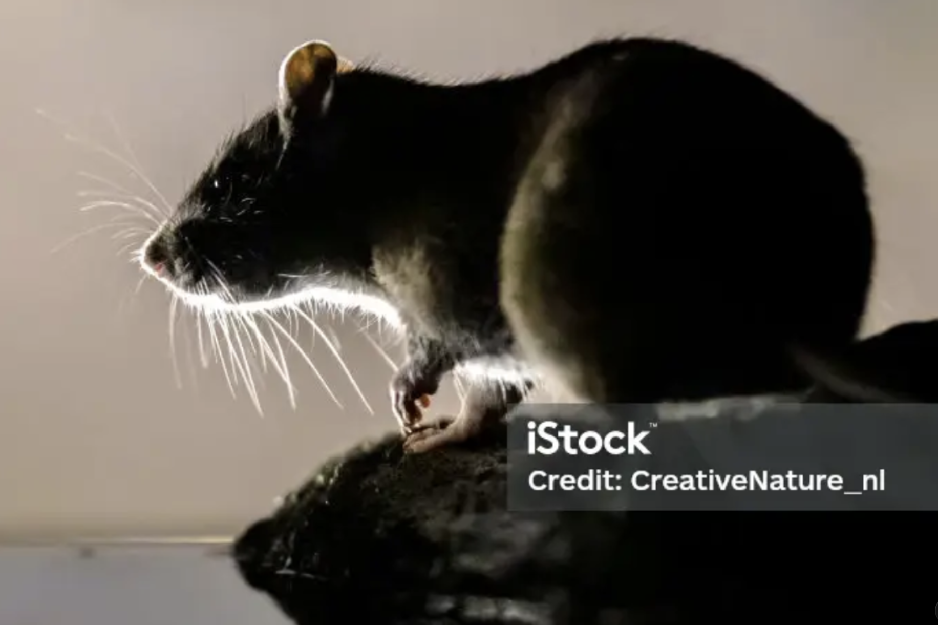 Stock rat photo