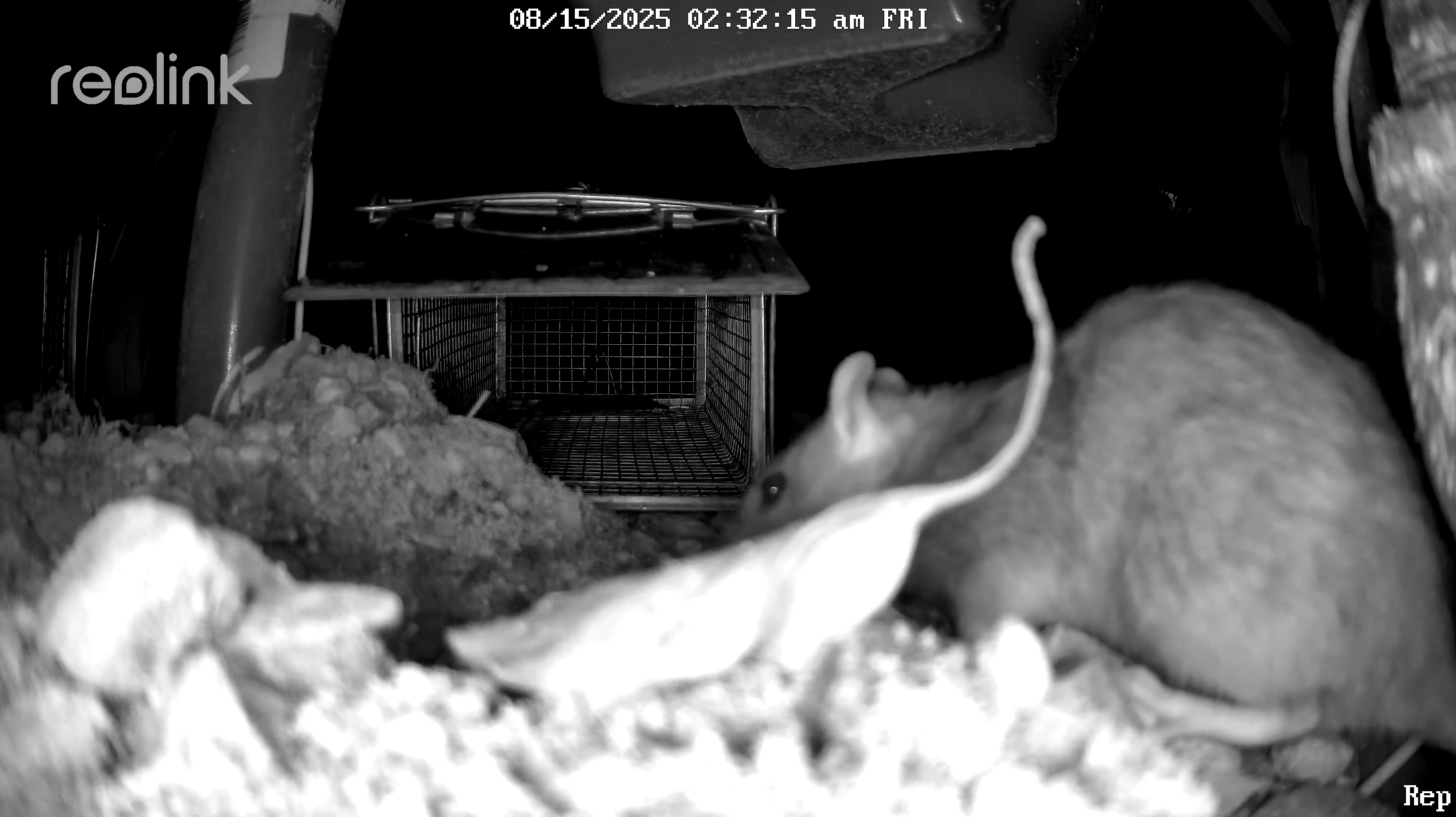 Rat ignoring a cage trap, captured on Reolink IR camera